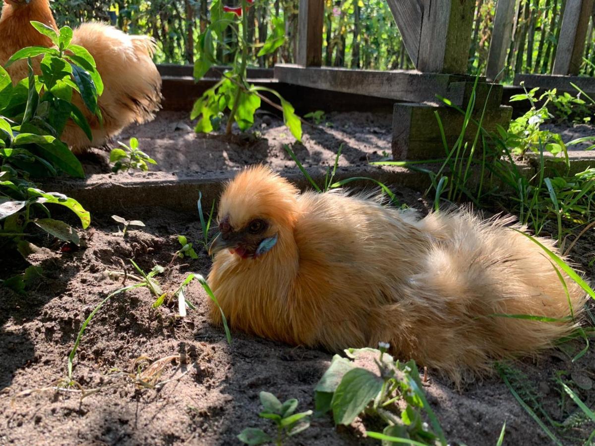 De Akker, Unieke Overnachting In Pipowagens! Ommeren 外观 照片